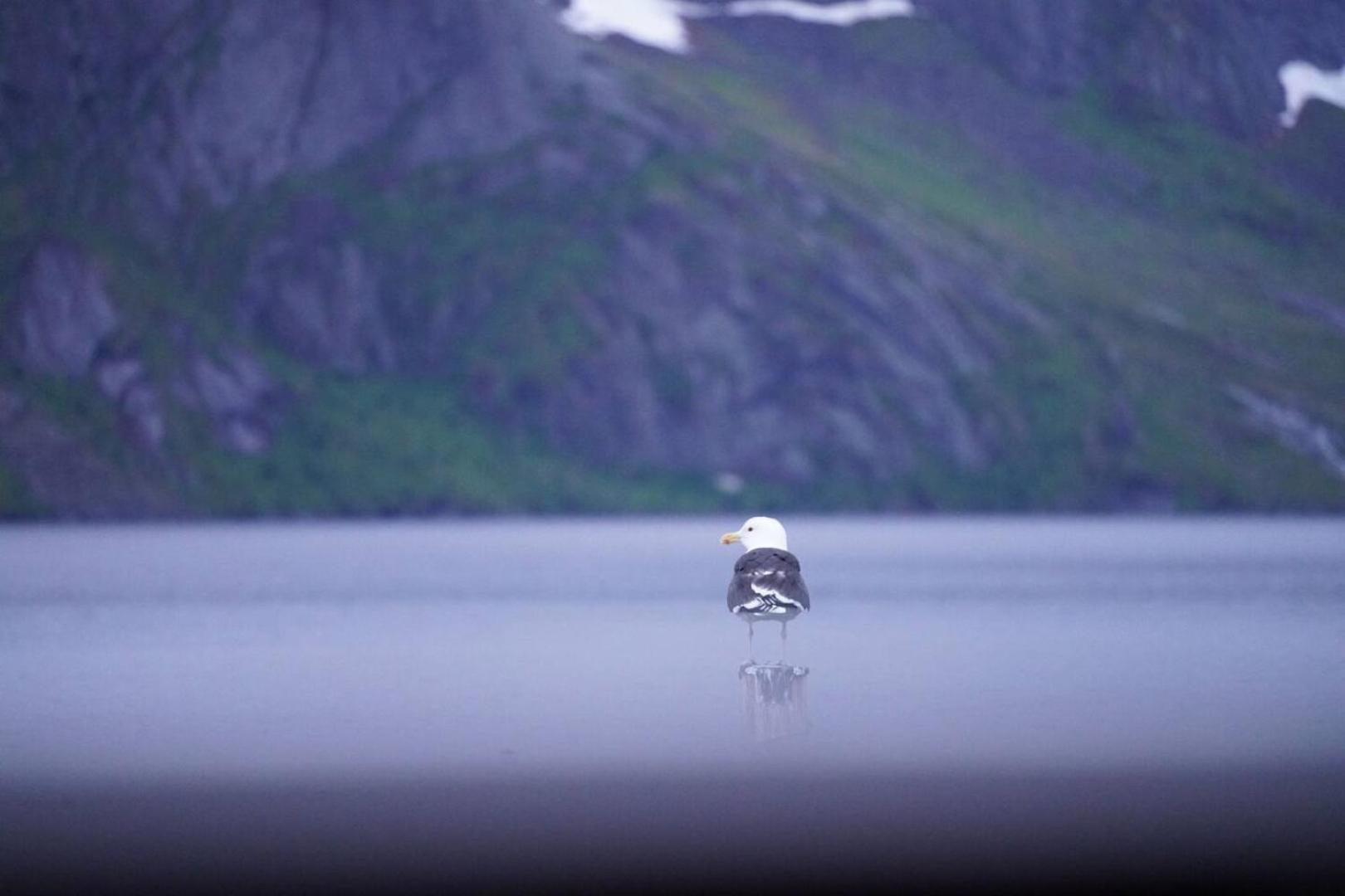 Lofoten Panoramic Luxury Home With Sauna 莫斯克内斯 外观 照片